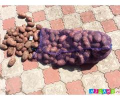 Продается картофель оптом 9 руб/кг