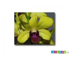 Орхидеи почтой по России