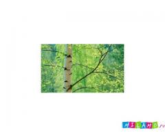 Деготь березовый опт и розница