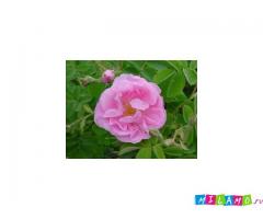 Душистая вода 