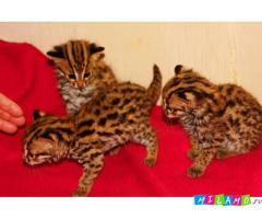 Продам котят Азиатской леопардовой кошки.
