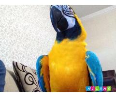 Синий и золотой ара попугай
