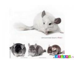 Рентабельный бизнес для каждого желающего