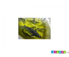 Разведение осетра в УЗВ. Проект разведения осетра в УЗВ какие затраты